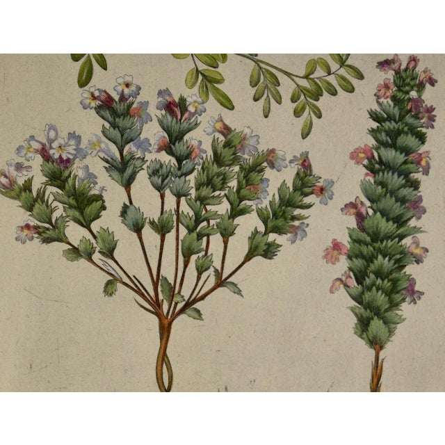 Sculpture Materials Flowering Jasmine and Laurel Plants: A Besler Hand-Colored Botanical Engraving, 1713 For Sale - Image 7 of 8