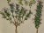 Sculpture Materials Flowering Jasmine and Laurel Plants: A Besler Hand-Colored Botanical Engraving, 1713 For Sale - Image 7 of 8