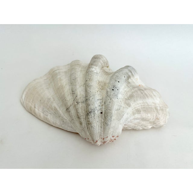 1980s Large Vintage Clam Shell For Sale - Image 5 of 8