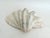 1980s Large Vintage Clam Shell For Sale - Image 5 of 8