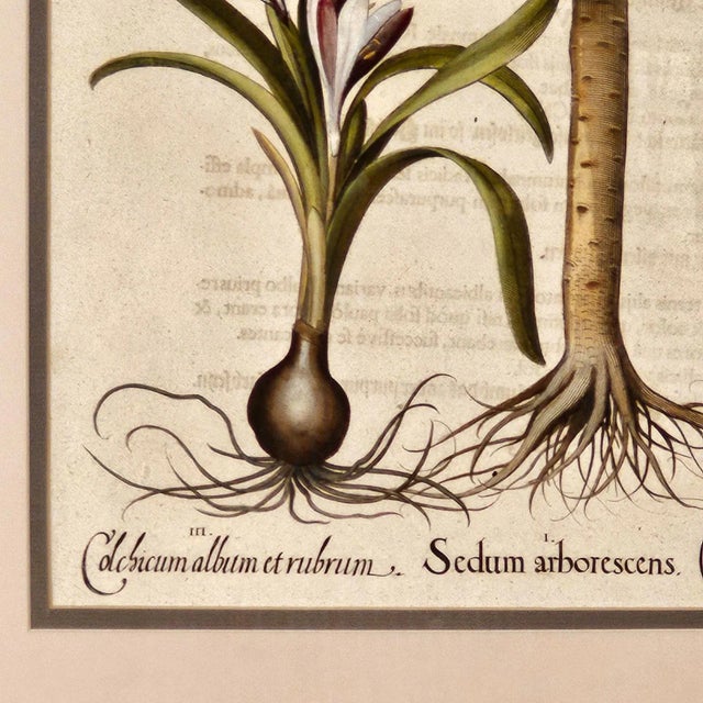 Basilius Besler, Page From "Hortus Eystettensis" (1613) For Sale - Image 4 of 12