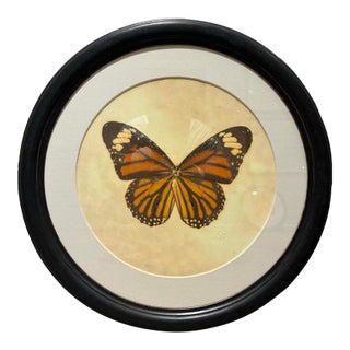 Natural Curiosities Orange Monarch Butterfly Framed Natural History Print For Sale