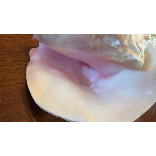 Large Conch Shell 7" X 8"" Nautical Decor Sea Shell Ocean Beach Pink White. For Sale - Image 12 of 16