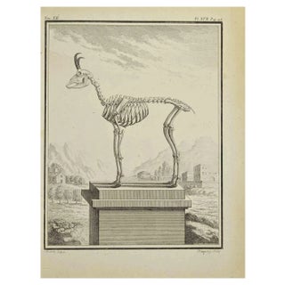 Jean Charles Baquoy, Animal's Skeleton, Etching, 1771 For Sale