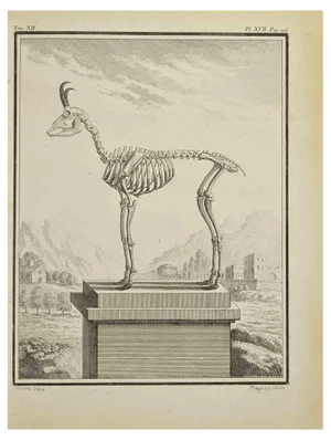 Jean Charles Baquoy, Animal's Skeleton, Etching, 1771