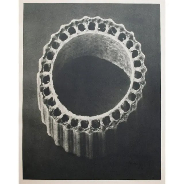 Contemporary 1935 Karl Blossfeldt Two-Sided Photogravure N 5-6 For Sale - Image 3 of 13