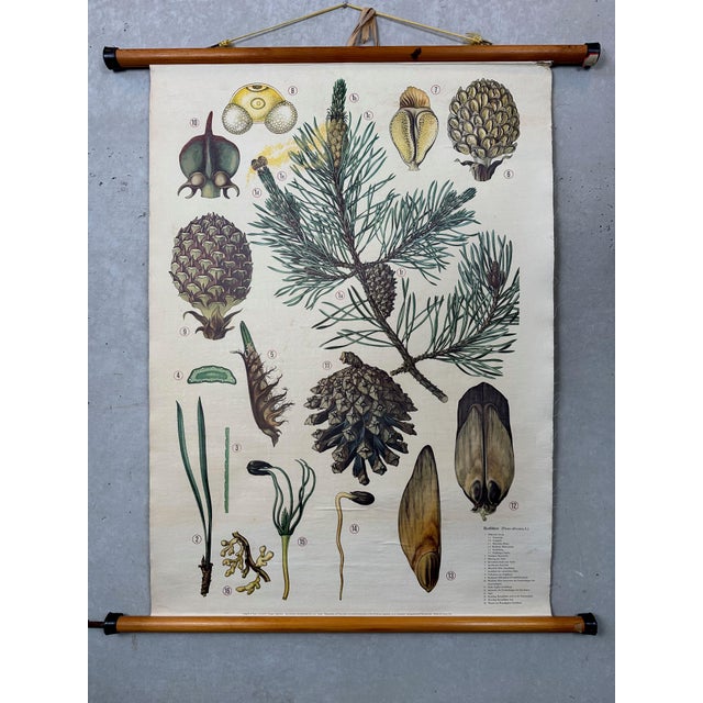 Two didactic (male and female) botanical models of the Scots pine (Pinus sylvestris) by Brendel. These are rare 12x and...