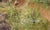 This is a pair of oil paintings on canvas by self-taught artist Nora Alleda Hirano. One depicts an old tree rising on a...