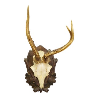 Vintage Black Forest Roe Deer Trophy on Carved Plaque 1950s For Sale