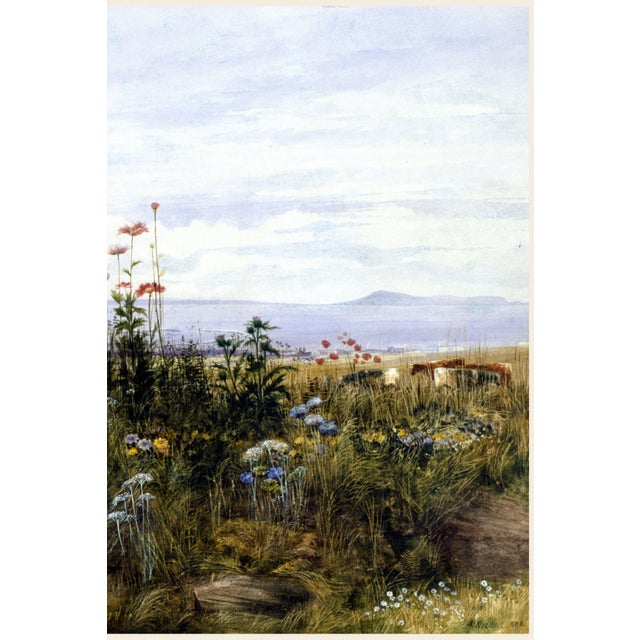 Paper 1830s Vintage Wildflower Coastal Landscape Art Print by Andrew Nicholl - 60" X 40" For Sale - Image 7 of 8