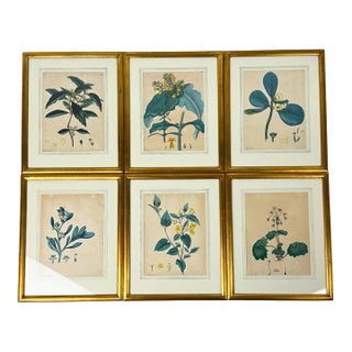Set of 6 Antique 1797-1803 Henry Andrews Hand-Colored Botanical Engravings For Sale