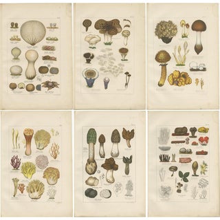 Common Stinkhorn and Other Mushrooms, 1875, Paper, Set of 6 For Sale