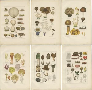 Common Stinkhorn and Other Mushrooms, 1875, Paper, Set of 6