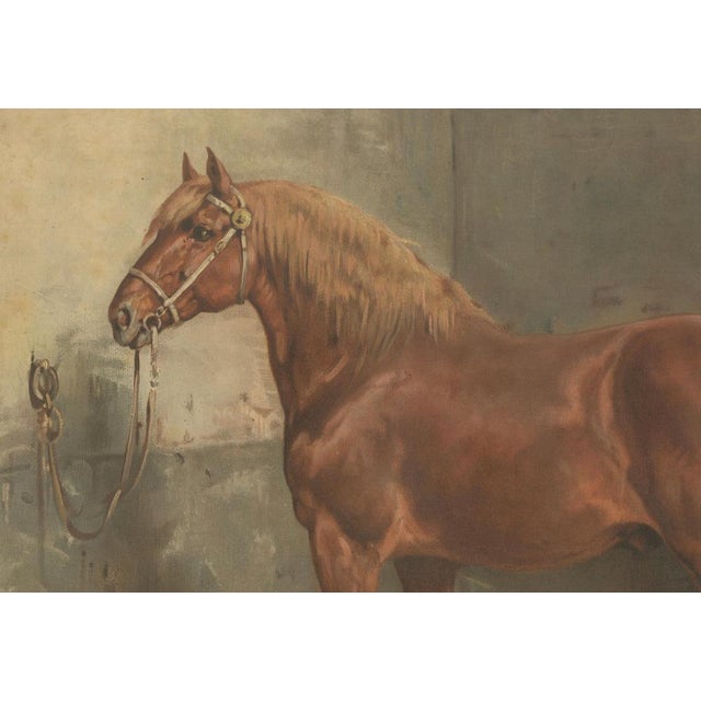 After Eerelman, Suffolk Punch Horse Portrait, 1898, Lithograph For Sale - Image 4 of 10