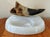 Natural Bull Horn Cigerette Ashtray For Sale - Image 6 of 6