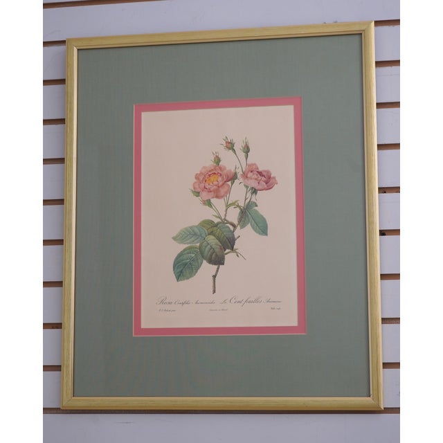 Traditional 1900s Set of 6 Rose Engraving Prints Artwork For Sale - Image 3 of 18