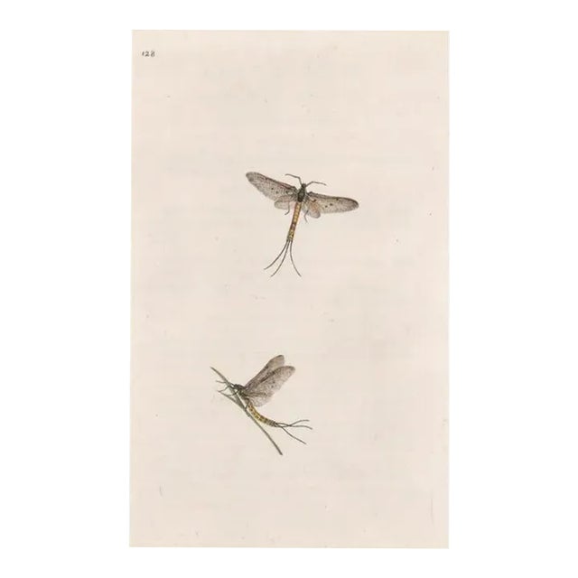 Antique British May Fly Handcolored Engraving For Sale