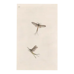 Antique British May Fly Handcolored Engraving