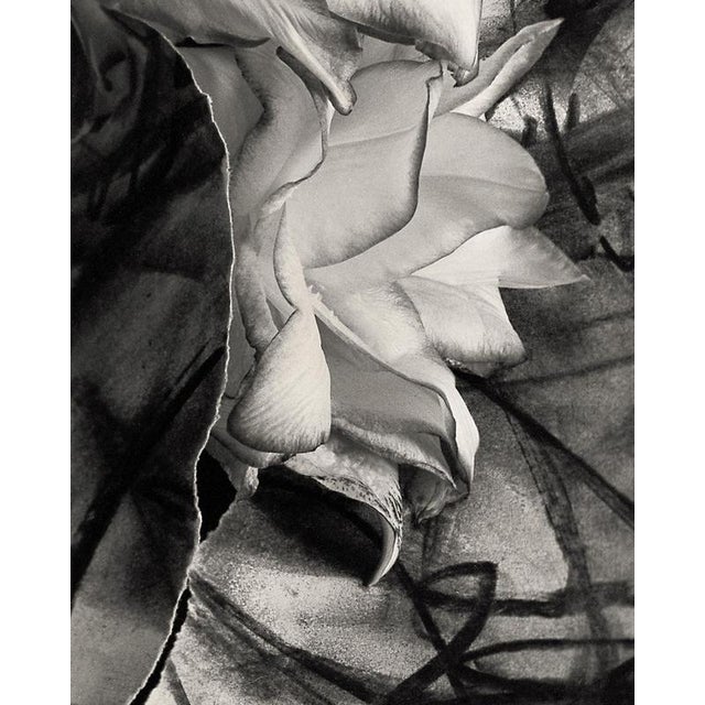 Lily in Charcoal no.3' 2023 from raw energy to sublime. 'Lily in Charcoal No.3' is an expression piece combining an...