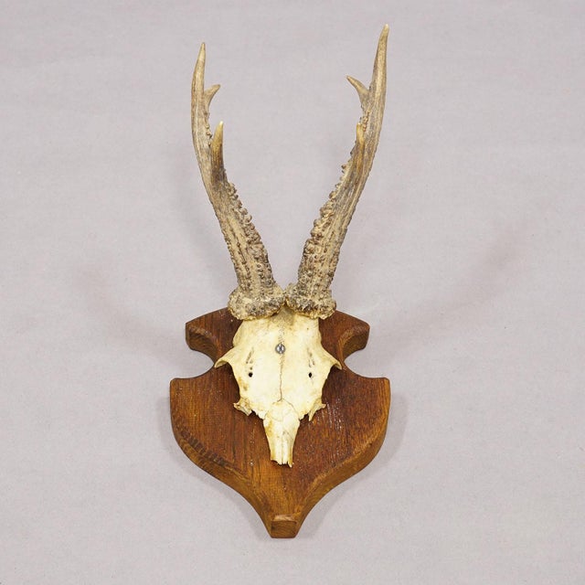 Set of Six Vintage Roe Deer Trophies on Wooden Plaques Germany Ca. 1960s For Sale - Image 4 of 7