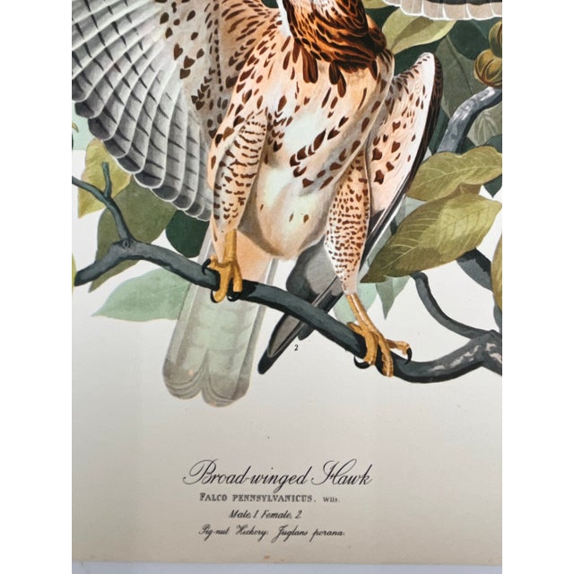 American 1964 Audubon Folio Lithograph Great Bird Paintings – “Broad Wing Hawk” 17x14 For Sale - Image 3 of 6
