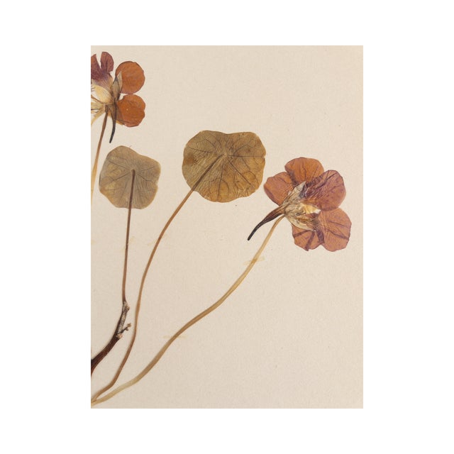 Vintage Swedish Herbarium - Nasturtium, circa 1958