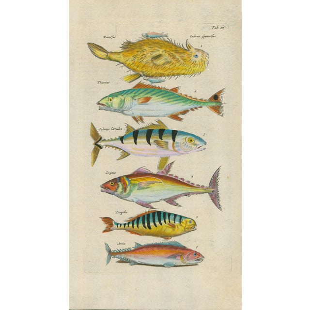 Original antique natural-history fish plate, Tab. III, depicting six unusual fish species arranged vertically and...