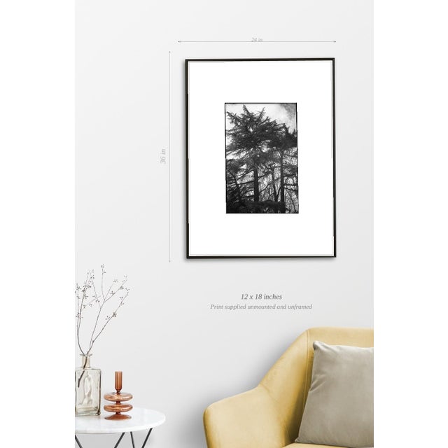 Paul Cooklin, Roman Cyprus Trees, Italy, Edition of 50 For Sale - Image 4 of 7