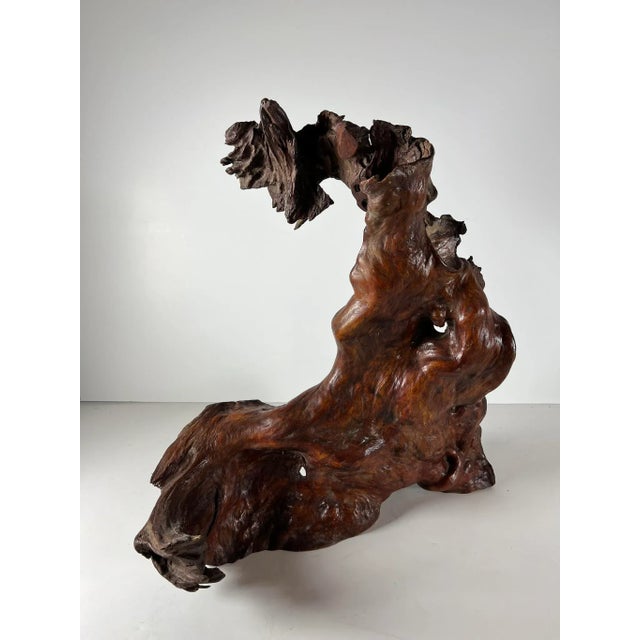 This was once growing on a rock cliff and then collected by someone who saw the beauty its form and texture. I found this...