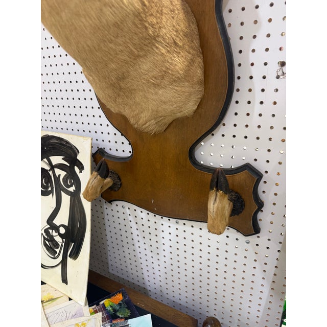 Rustic Whitetail Deer Head Shoulder Mount Taxidermy With Hoofs for Gun Holder 35x23 For Sale - Image 3 of 9