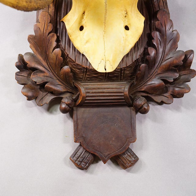 Black Forest 8 Pointer Red Deer Trophy on Carved Plaque Germany 1930s For Sale - Image 4 of 7