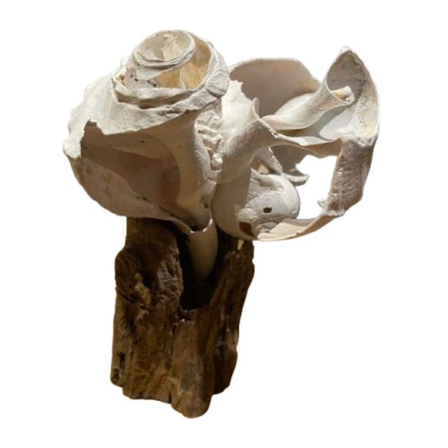 The Tide’s Vanishing Script Nantucket Shell Sculpture by Artist Cheryl Fudge For Sale - Image 4 of 10