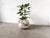 Spherical Planter Made of Fiber Cement, DLG Willy Guhl, 1960s For Sale - Image 9 of 9