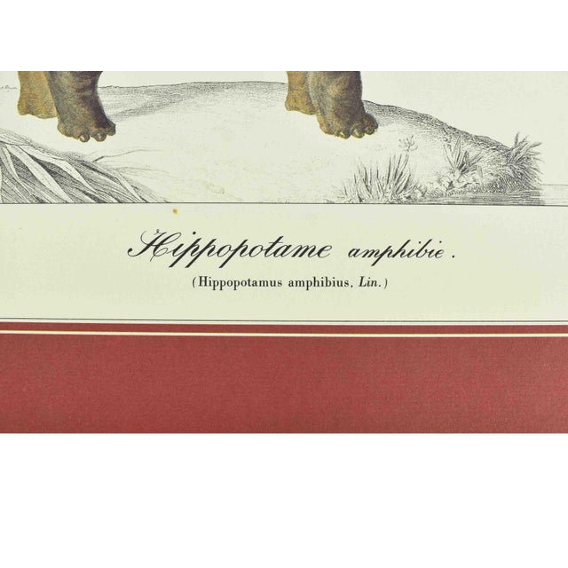 Mid 20th Century Mid 20th Century French Natural History Animal Zoological Illustrations Prints - Hippo & Rhino - Set of 2 For Sale - Image 5 of 8