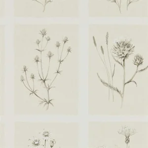 Sanderson Little Thistles Wallpaper in Ecru - a Sample