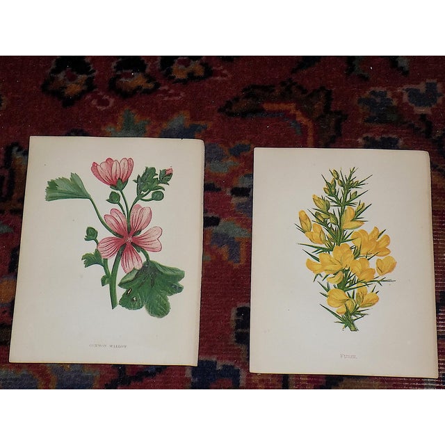 This set of twelve (12) authentic antique 19th century chromolithographs (each color laid in with a separate lithographic...