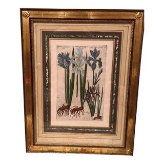 17th Century Emanuel Sweerts - Iris - Botanical - Plate 37 For Sale
