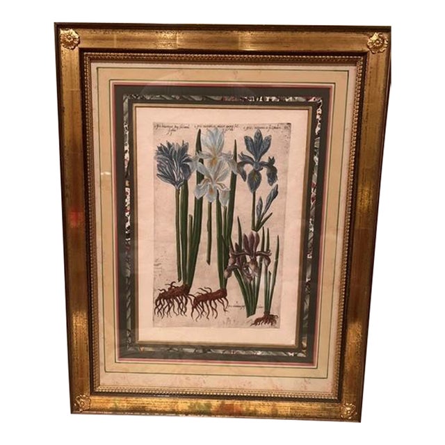 17th Century Emanuel Sweerts - Iris - Botanical - Plate 37 For Sale