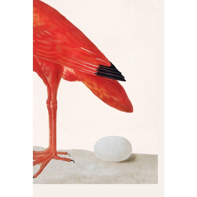 Scarlet Ibis With an Egg, Vintage Art Print Reproduction, 40" X 60" For Sale In Buffalo - Image 6 of 12