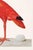 Scarlet Ibis With an Egg, Vintage Art Print Reproduction, 40" X 60" For Sale In Buffalo - Image 6 of 12