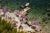 Il Pellicano Beach 1973 A jetty juts out from the rocky shoreline at the Hotel Il Pellicano in Porto Ercole, Tuscany,...