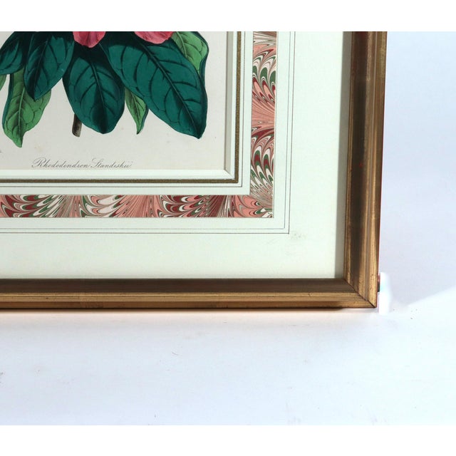Antique Botanical Prints by Sir Joseph Paxton From the Magazine of Botany For Sale - Image 15 of 17