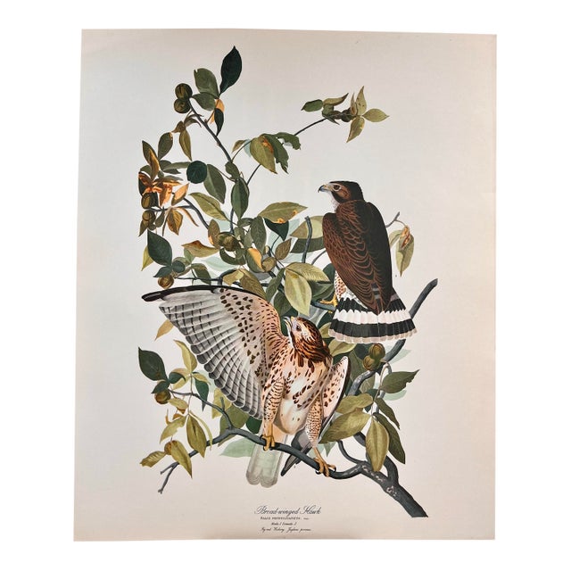 1964 Audubon Folio Lithograph Great Bird Paintings – “Broad Wing Hawk” 17x14 For Sale