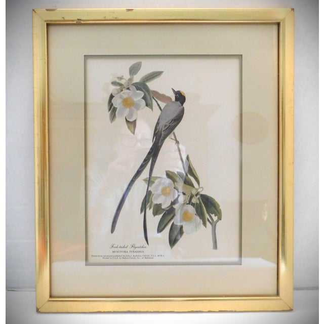 James J Audubon Fork-Tailed Flycatcher Gold Framed Print For Sale In New York - Image 6 of 8