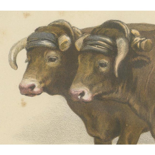 Borie, Garonnais Oxen, French Cattle Breed, 1863, Chromolithograph For Sale - Image 4 of 9