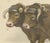Borie, Garonnais Oxen, French Cattle Breed, 1863, Chromolithograph For Sale - Image 4 of 9