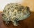 American art pottery Mid-Century Modern sculpture of a toad or bull frog. Naturalistically molded and glazed in shades of...