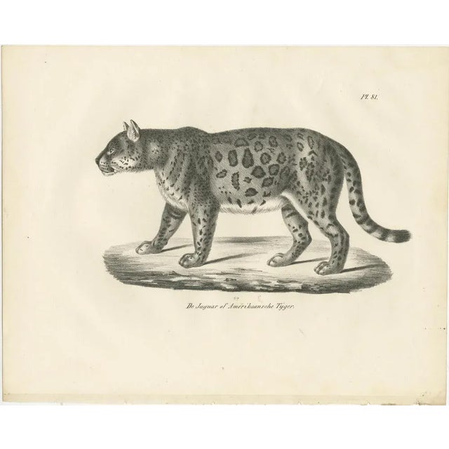 Jaguar, 1836, Lithograph For Sale - Image 6 of 10