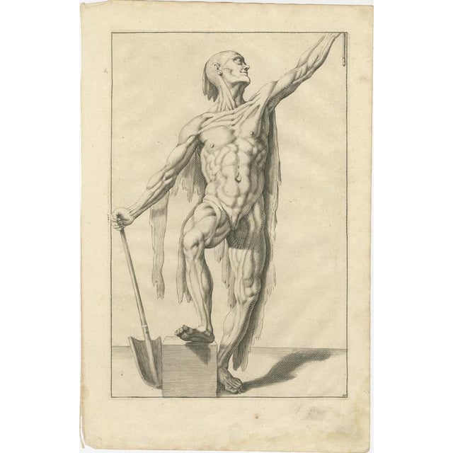 18th Century Anatomical Male Figure Study with Raised Arm German Engraving c1745 This refined academic engraving presents...