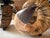 Pair of Large Faux Ram's Horn Candle Holders For Sale - Image 12 of 12